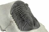 Very Nice, Large, Morocops Trilobite - Excellent Eyes #197134-4
